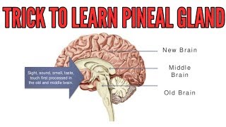 Trick to learn PINEAL GLAND in detail location hormones functions [upl. by Cirderf]