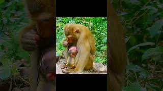 Giving birth monkey monkey puppy shortmonkeysanimal [upl. by Jephthah]