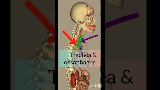 Trachea and esophagus anatomy shortvideo youtubeshorts shorts [upl. by Evangeline]