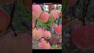 Fake Painted Apples Shocking Tricks Used by Fruit Sellersquot shorts shortsviral shortvideo [upl. by Canice]