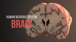 Human Nervous System Part 2  How the Brain Works Animation [upl. by Elirpa]