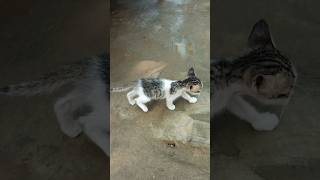 cat short video52 [upl. by Prosper726]