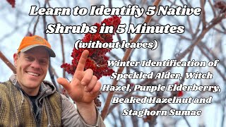 Learn to Identify 5 Native Shrubs in 5 Minutes  without leaves Simple winter shrub identification [upl. by Smaoht]