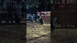 Que monta mas perra de DESOBEDIENTE DE HTX 😮‍💨 jaripeo [upl. by Jorey544]