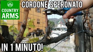 Potatura della vite il Cordone Speronato [upl. by Iver]