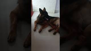 Hum khas haifunny trendingshorts comedy viralvideo germanshepherd lifeofshanayapandeyofficial [upl. by Ahtinak]