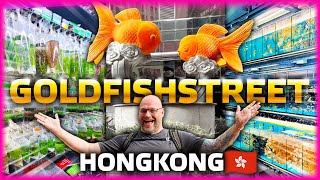 WELCOME to the GOLDFISHSTREET HONG KONG 2024 [upl. by Marlee]