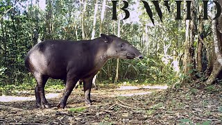 The Mayan Jungle  Jaguar Onza Tapir Tayra Tamandua Cougar Ocelot Margay Birds  Guatemala [upl. by Githens]