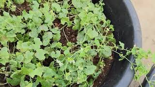 కాసరకాయలు ఎలా పెంచాలి How to grow Kasarakayalu Momordica cymbalaria in Terrace Garden [upl. by Namurt]