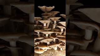 Pioppino Mushroom Growth Time Lapse [upl. by Hoeve]