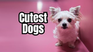 Adorable Dog Breeds That Will Melt Your Heart shorts [upl. by Dareen209]