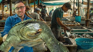 These Villagers Make Millions Farming GIANT Soft Shell Turtles [upl. by Anialam]