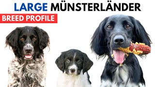 Large Munsterlander Breed Profile History  Price  Traits  Large Münsterländer Grooming Needs [upl. by Stevena]