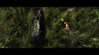 Bagheera message to all hunters  Mowgli Legend of the Jungle English  русский Russian [upl. by Rex995]