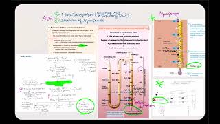 Lecture Video 13 Physiology of the Urinary System Part 2 [upl. by Ellenrahs]