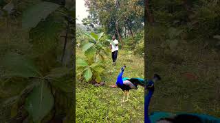 Beautiful peacock catching 🦚youtube viralvideo shortsfeed birds trendingshorts shortvideo yt [upl. by Enilasor]