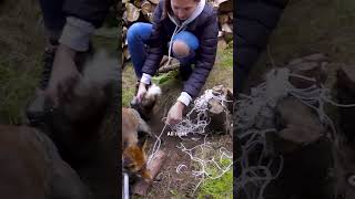 Man Frees Fox Trapped For Four Hours  The Dodo [upl. by Notgnirrac]