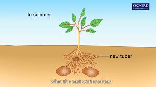 Animation 121 The process of vegetative propagation [upl. by Brigitte]