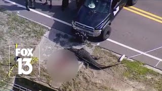 Nearly 14foot gator involved in Florida death [upl. by Letney]