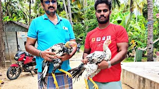 Parrot Beak Long Tail Aseel Amazing Breeding farm 00169 [upl. by Cattier723]