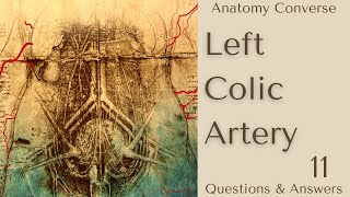 Left Colic Artery Anatomy 11 QA [upl. by Airres]