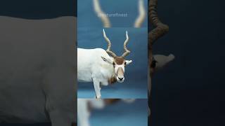 Addax  Screw Horn Antelope [upl. by Dyob177]