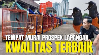 TERNYATA DISINI  PUSAT MURAI BATU PROSPEK MATERI LAPANGAN DI JAKARTA [upl. by Burke]