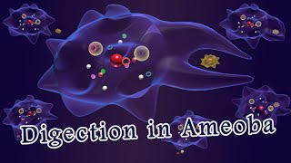 Nutrition in amoeba Digestion in amoeba [upl. by Yellac]