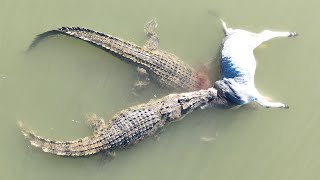 Crocodylus Porosus of Western Australia [upl. by Hachmann610]