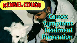 kennel cough in dogs। kennel cough sound। kennel cough treatment। kennel cough signs in dogs [upl. by Elatsyrk]