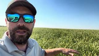 Surge Triticale Crop Tour [upl. by Martinelli]