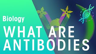 What are Antibodies  Health  Biology  FuseSchool [upl. by Leval]