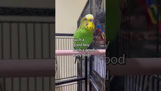 Wow You Rock  Boba the Budgie  Talking Parakeet petshorts [upl. by Pride]