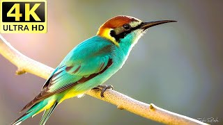 Stunning European BeeEater Nature’s Most Colorful Bird  Wildlife On Earth wildlife amazon [upl. by Atniuq]