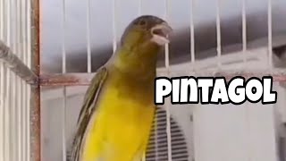 PINTAGOL CANTANDO QUE MELODIA LINDA [upl. by Roderic]