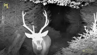 Le Brame du cerf au champ du feu France Alsace [upl. by Barr772]