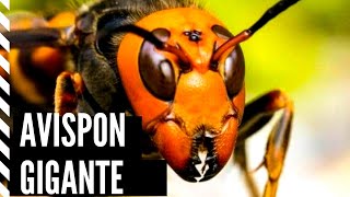 Avispón gigante asiático documental  avispa mandarina 2020 [upl. by Benisch]