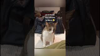 Quien más no recibirá nada esta navidad 😹 gatos cat cats pets humor parati viralvideo fyp [upl. by Adnilasor]