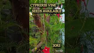 cypress vine flower seeds available 🥀🥀love redshorts video [upl. by Nolyar799]