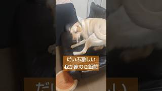 ご飯にテンションあがるイッヌたち ラブラドール ラブラドールレトリバー labrador 大型犬 [upl. by Saito927]