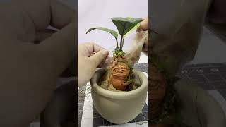 Planting a Mandrake Root Short Harry Potter [upl. by Stolzer205]