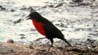 Redbreasted Blackbird [upl. by Tamma]