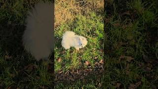 Dog Japanese Spitz loves autumn 😊 japanesespitz dog [upl. by Loyce]