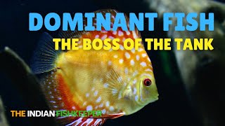 Dominant Fish in Your Aquarium Which One Rules the Tank aquariumtips discus [upl. by Brenna942]