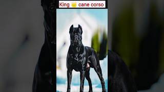 Cane corso 👑 king shorts viral dog [upl. by Ebenezer]