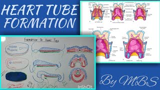 embryo CVS part 1 heart tube formation [upl. by Aihsar]