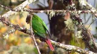 ENDEMIC  Flamewinged Parakeet  Pyrrhura calliptera  Brownbreasted Parakeet  Chingaza Park [upl. by Zizaludba]