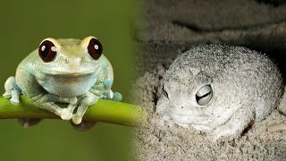 The CUTEST FROGS In The World [upl. by Nadnerb465]