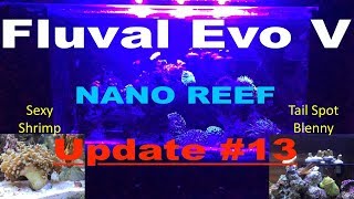 Fluval Evo V Nano Reef Update 13  New Additions [upl. by Aelrac380]