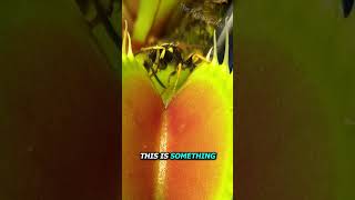 Venus Flytrap Catches Wasp shorts venusflytrap insect sundew venusplant science flytrap [upl. by Loydie712]